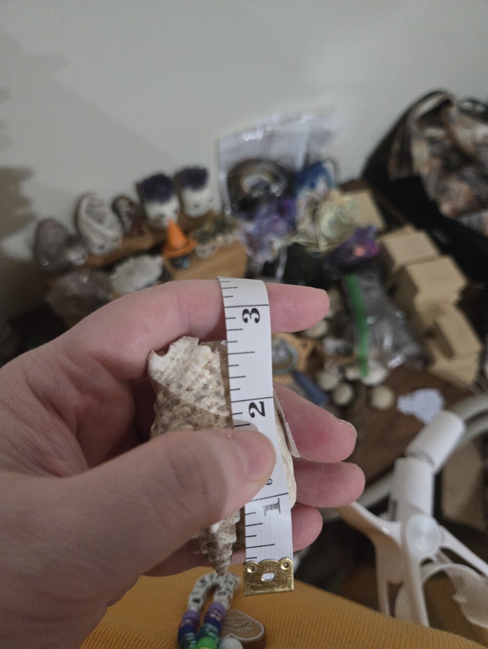 ONE Silver Conch Shell From Maine - Picture 4 of 4